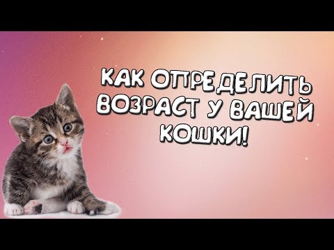 Как определить возраст у котенка