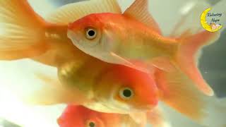 Best Goldfish Tank Lullaby for Baby and Soothing Sounds of Nature Music for baby #baby #nature #asmr