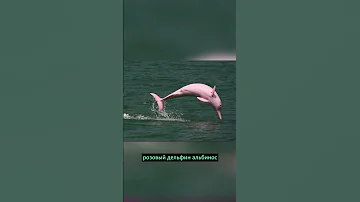 Единственный РОЗОВЫЙ ДЕЛЬФИН 🤯