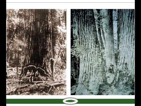 The Demise and Resurrection of the American Chestnut