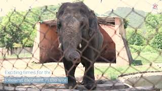 One step closer to improving Kaavan’s life forever! #FreeKaavan🐘 | FOUR PAWS | www.four-paws.org