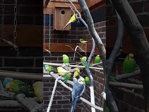 Budgies relax time 🥰✨ #budgielife #parakeet #shorts