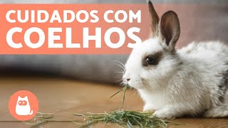 COMO CUIDAR DE UM COELHO: o guia completo! 🐰