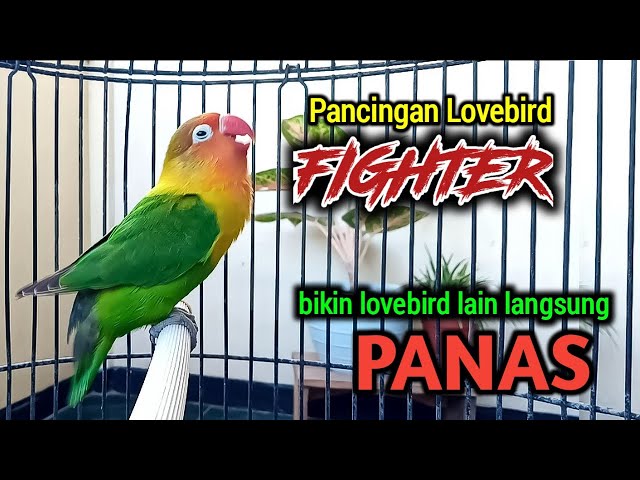 SUARA BURUNG LOVEBIRD NGEKEK PANJANG, GACOR FIGHTER PANCING EMOSI, LABET LAIN LANGSUNG PANAS class=