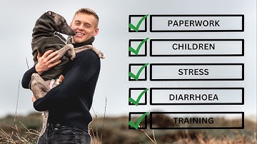 Ask These 5 Questions Before Adopting a Whippet