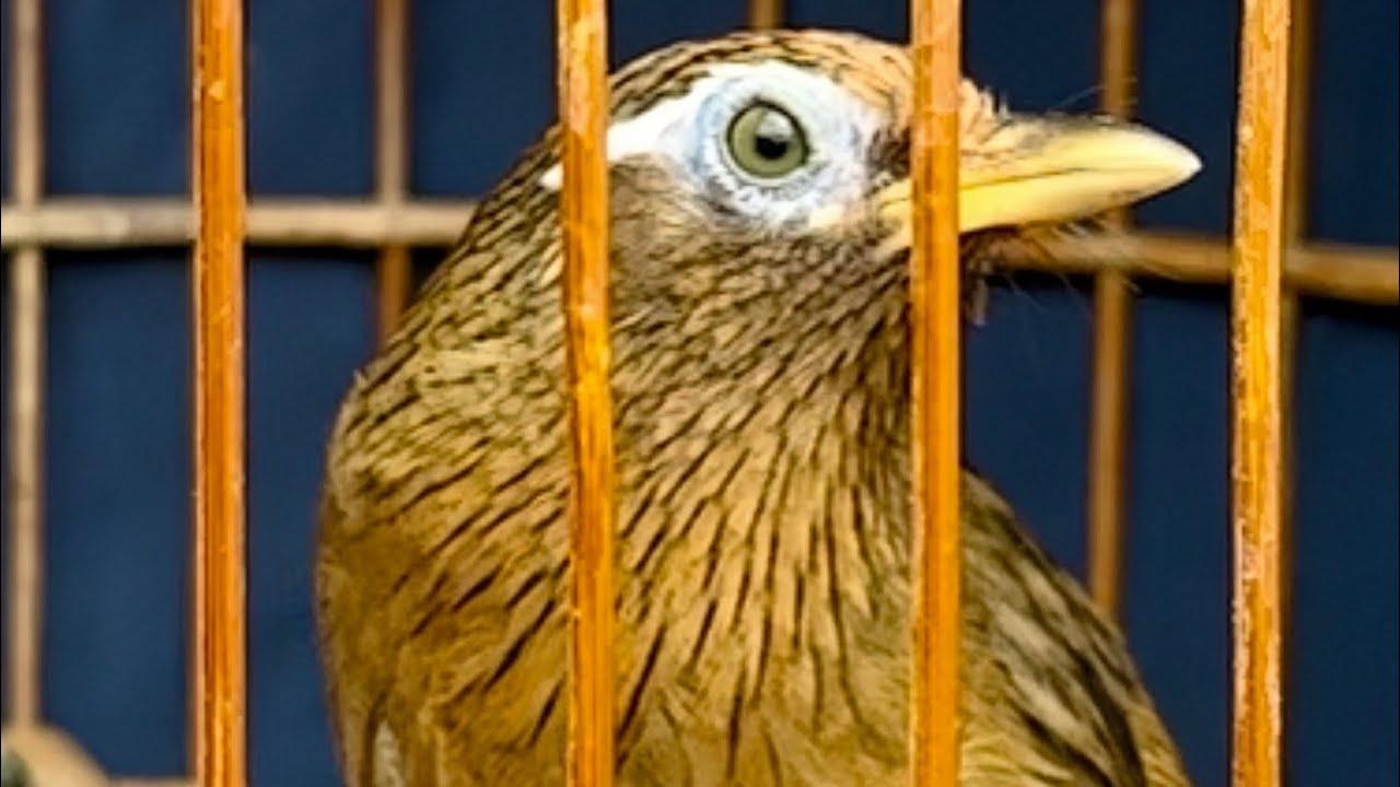 1/3 siêu phẩm bẫy đấu già rừng bộ to tố chất cặp mắt ác lì lợm thái độ tốt 