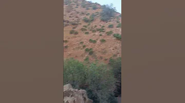 شيكورة التيگ توگ كريمة سعيدية في الغابة وحدها 
