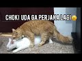 BEGINILAH KUCING KA*IN