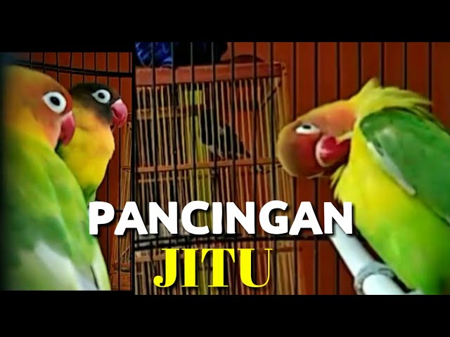 Lovebird Olive Mancing Lawan Outo Nyahut, Pancingan Jitu || BoloNet class=