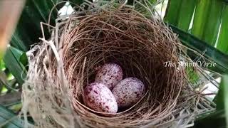 eggs laying bird nest