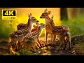 The World Of Cute Young Wild Animals With Relaxing Music (Colorfully Dynamic), Music Heals