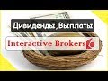 Выплата дивидендов в  Interactive Brokers