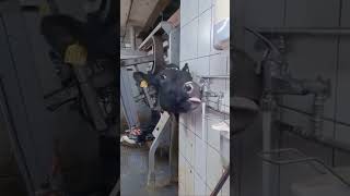Smart Cow, Simple Valve: On-Demand Farm Water!