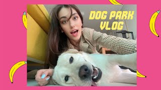 DOG VLOG IN KOREA:  ДЕНЬ АРЧИ - Собачий парк в Корее // ЛАБРАДОР КОТОРЫЙ ОЧЕНЬ ЛЮБИТ ПЛАВАТЬ (티키타카독)