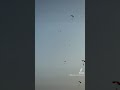 100s skydivers flying