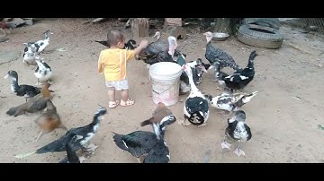 nyiam pub qaib pub os kawg li