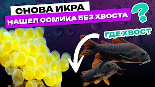 картинка: Сомики Коридорас снова отложили икру ... и у меня паника! Коридорас Венесуэла Блэк!