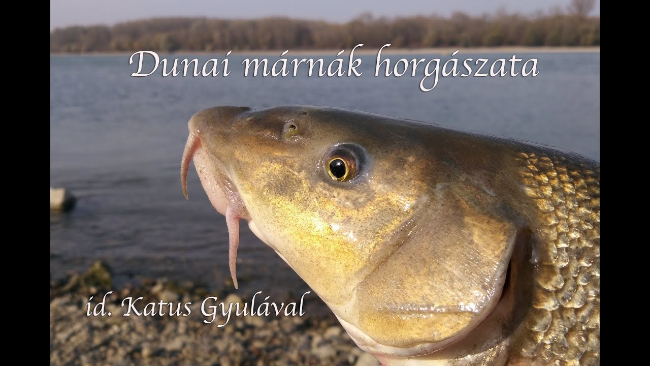 Dunai márnák nyomában id. Katus Gyulával és Reviczky Gáborral