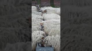 1977 1021128 mp3