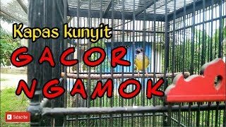 Burung kapas kunyit gacor abiizzz