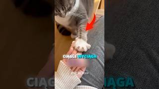 CO ROBI KOT GDY MASZ DLUGIE PAZURY?! 🐱💅#shorts
