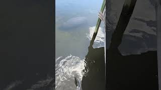 Florida Manatees Gather Near River Bank