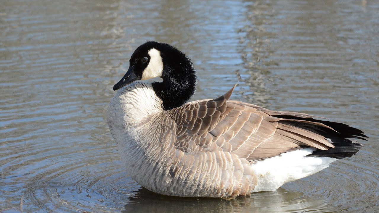 2015 Early Goose Season Preview NDGNF YouTube