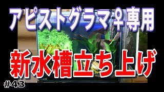 【新水槽(30cm)立ち上げ】アピストグラマ♀用に新しい水槽立ち上げました！【水草水槽・熱帯魚(Planted aquarium/Tropical fish)】#43