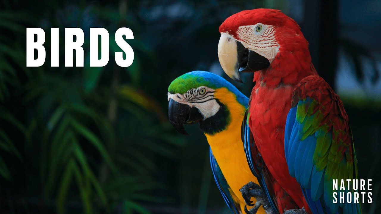 🔴 Beautiful Birds Collection - Peaceful Relaxing Music