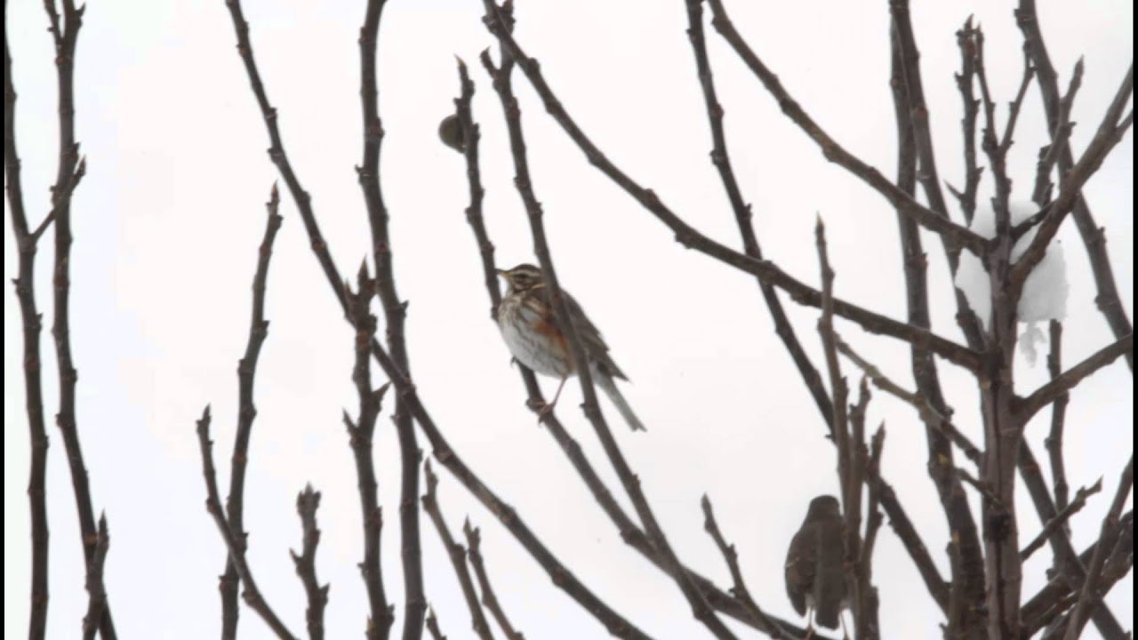 A Redwing a Fieldfare and a Song Thrush on one tree-Hellas