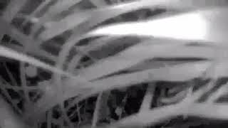 When trash panda attacks