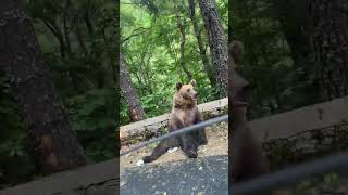 Bear's Serene Smile Captured on Camera