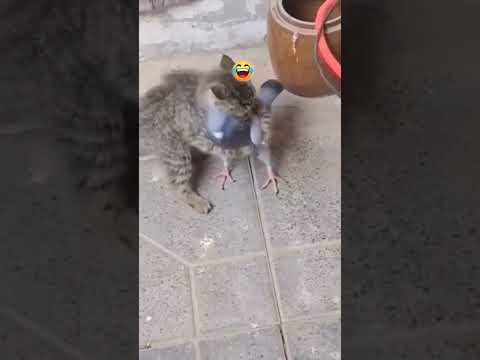 خیلی باحال  است