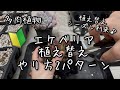 【多肉植物】エケベリア植え替えのやり方解説!