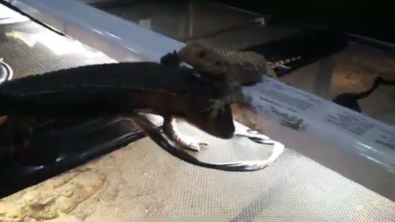 SCP 682 JUST BROKE OUT AT GATE B