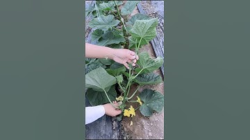 Cucumber farming techniques #satisfying #farming #shorts