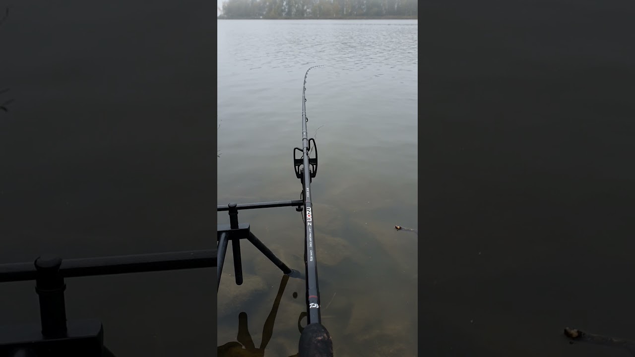 Daiwa N'Zon Z Light feeder 330/60 in action