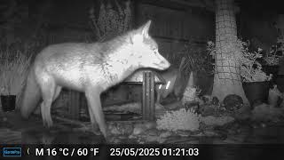 DSCF0419 FOX FIGHT