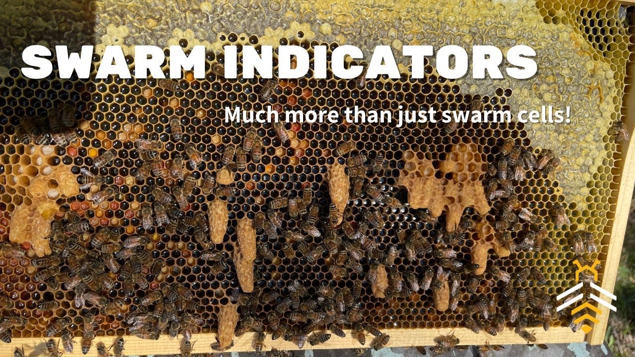BEEKEEPING: Swarm Indicators