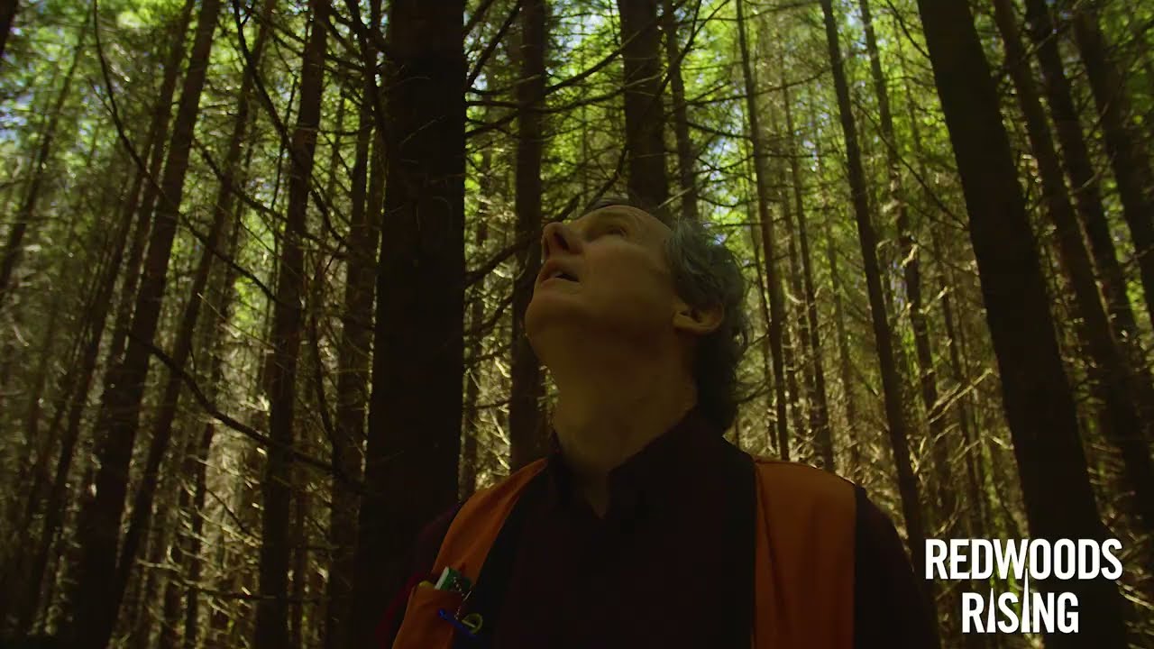 Redwoods Rising Forest Restoration | Save the Redwoods League