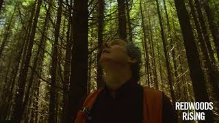 Redwoods Rising Forest Restoration | Save the Redwoods League