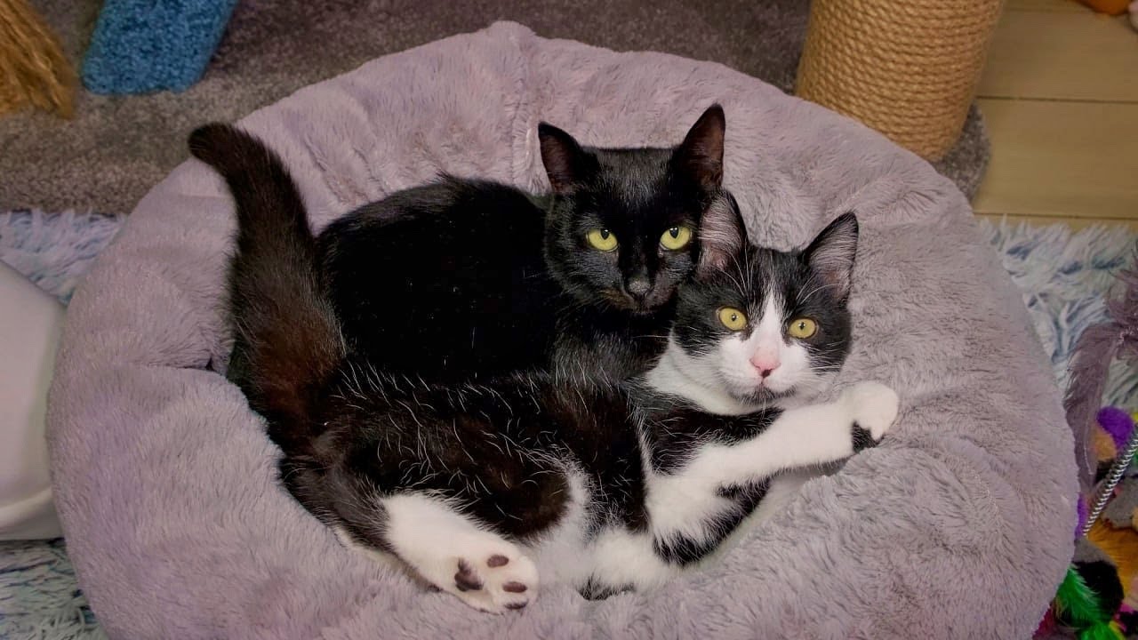 Emotional Reunion of Mother Cat with her Kitten After Weeks Apart