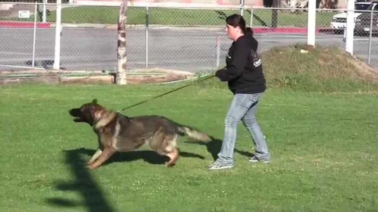 wolfgang expert dog training