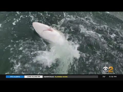 CBS2 Seeks Answers For The Numerous Shark Sightings In Area Waters