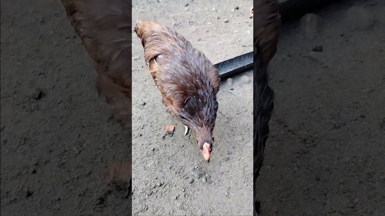 Ikot Tayo Sa Range Area Ng Mga Rhode Island Reds Po Natin.