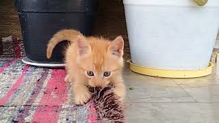 Pofak Vs. The Rug This Fluff Wont Stop