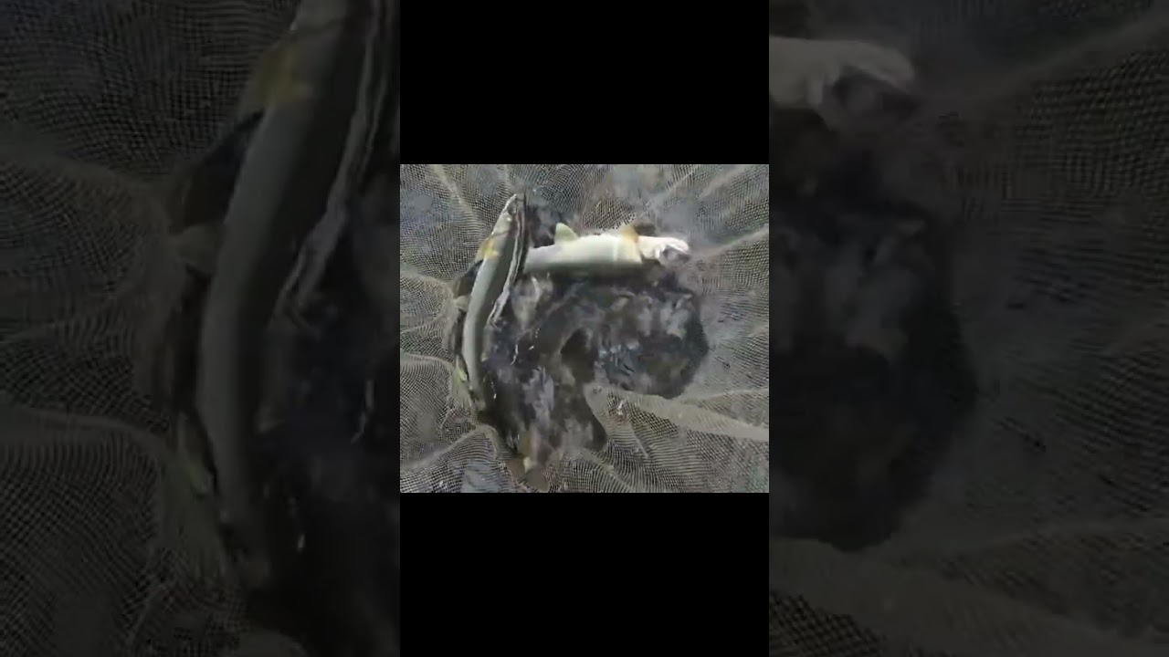 0131_How to Throw s Cast Net_投網漁_KFT千夜釣行_KFT Thousand Nights Fishing Trip