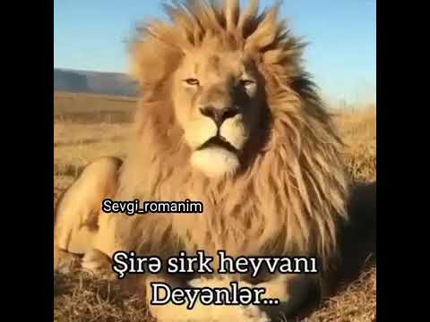 Menalı ve Peçat Sözler