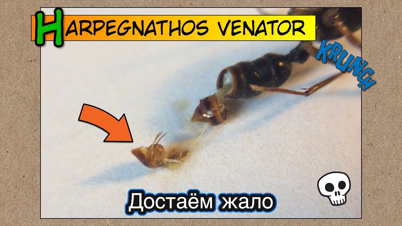 Достаем ЖАЛО у венаторов, появились коконы // Harpegnathos venator