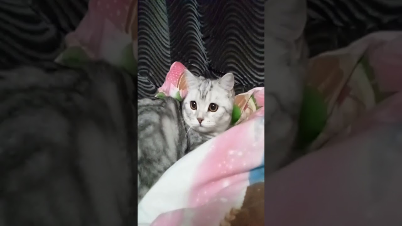 макороны с кетчупом - YouTube